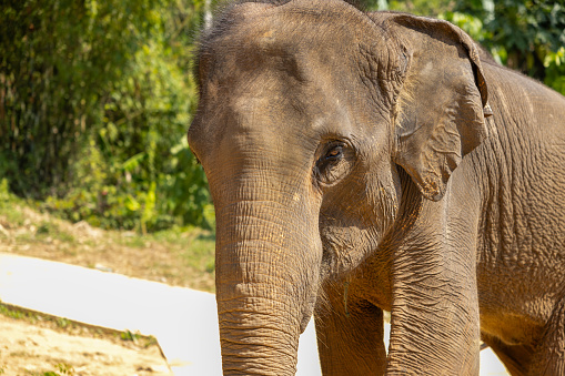 close up of elephants at Phuket elephant sanctuary