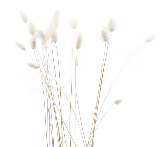 istock White fluffy bunny tails grass isolated on white background. 1993114232