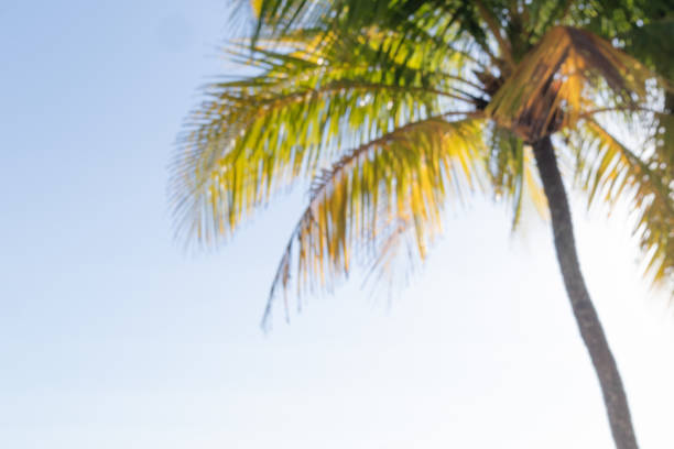Low angle view of a blurred palm tree on the beach