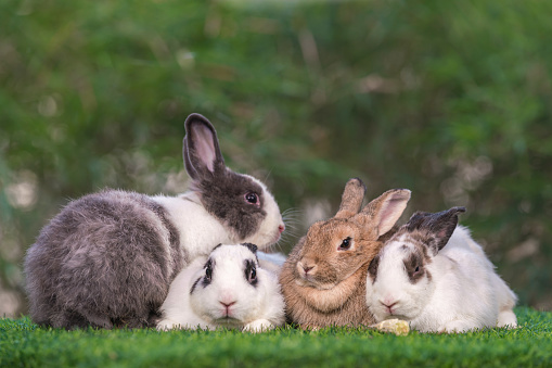 bunny Easter fluffy baby rabbit or new born rabbit. baby cute rabbit or new born adorable bunny. Easter Bunny.  Symbol of Easter day.