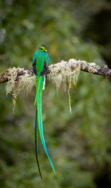 istock Resplendent Quetzal in Costa Rica 1993124205