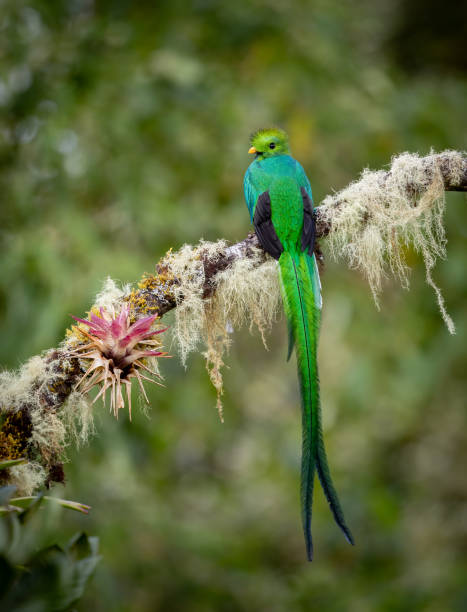 istock Resplendent Quetzal in Costa Rica 1993124208
