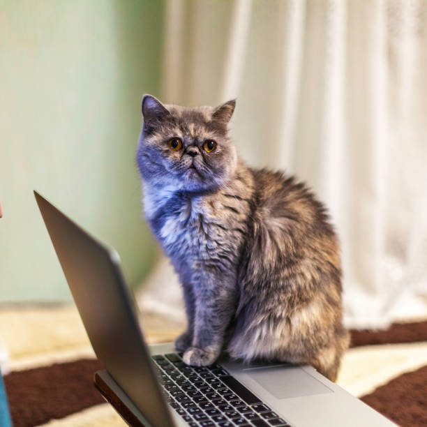 istock A domestic cat sits at a laptop. 1993130931