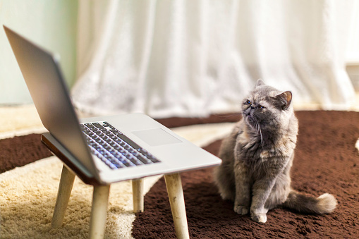 A domestic cat looks with surprise at a laptop on an old stool. The cat uses a notebook at home interior. Remote work concept. Selective focus.