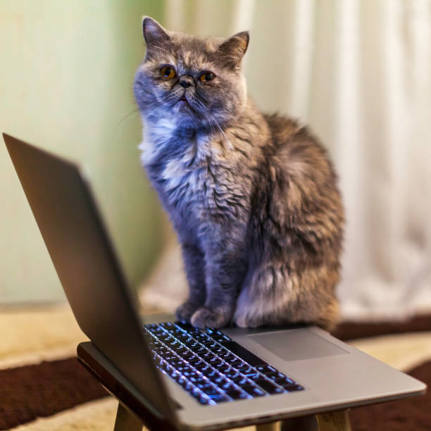 istock A domestic cat sits at a laptop. 1993130933