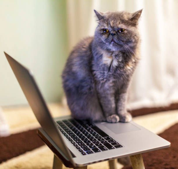 istock A domestic cat sits at a laptop. 1993130940