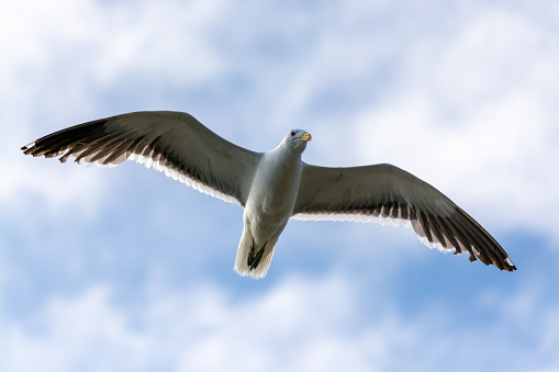 Seagull soaring over the sea