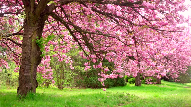 Beautiful pink spring flowers, branch 4K. Static shot.