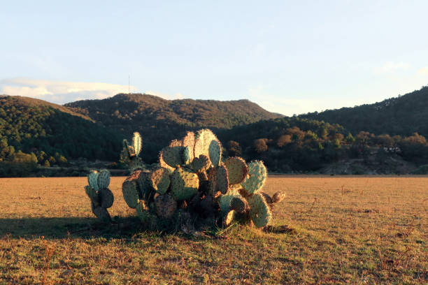 Landscape with Opuntia ficus indica Cactaceae, with space for text A Landscape with Opuntia ficus indica Cactaceae, with space for text prickly pear cactus stock pictures, royalty-free photos & images