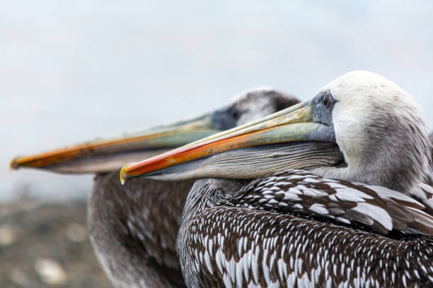 istock Humboldt pelican (Pelecanus thagus) in detail. 1993146361