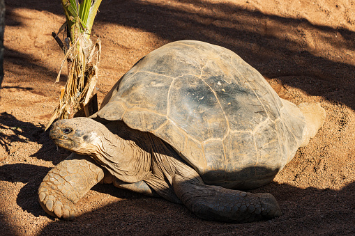 Giant Galapagos tortoise (Chelonoidis nigra) in a zoo of Tenerife (Spain)