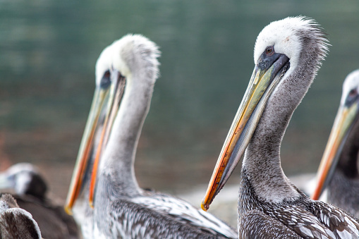 Pelican swimming in the water eating food scraps in the Gippsland Lakes