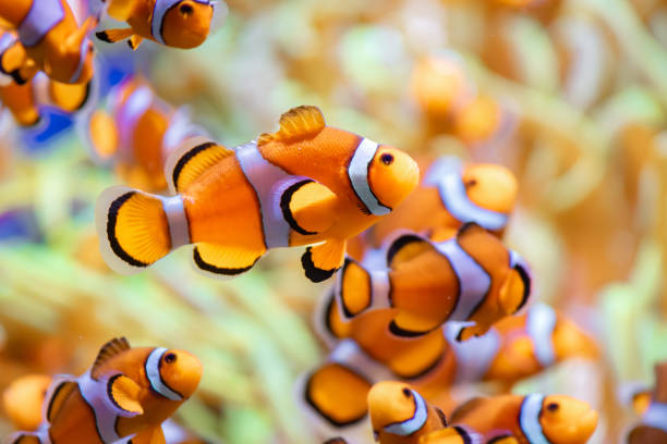 istock Clown anemone fish in Tenerife (Spain) 1993159092