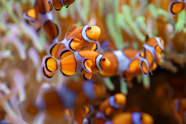 istock Clown anemone fish in Tenerife (Spain) 1993159098