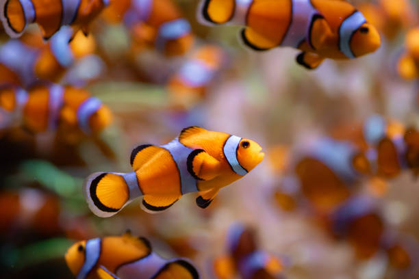 istock Clown anemone fish in Tenerife (Spain) 1993159101