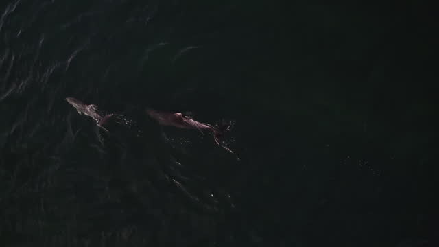 dolphins emerge from the water drone view