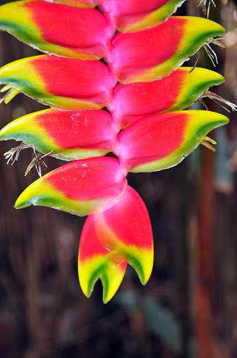 Kigali, Rwanda: a close-up view of a brightly colored Heliconia rostrata, commonly known as the hanging lobster claw / false bird of paradise / red heliconia in bloom. The genus Heliconia gets its name from Mount Helicon in Greece, home of the mythical Muses.