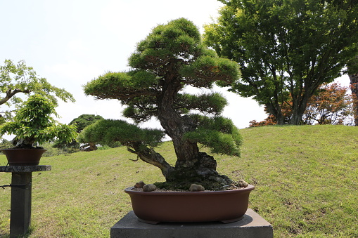 A bonsai tree in a ceramic pot.