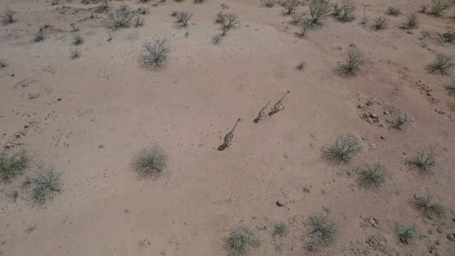 Giraffes running on the savannah view from drone