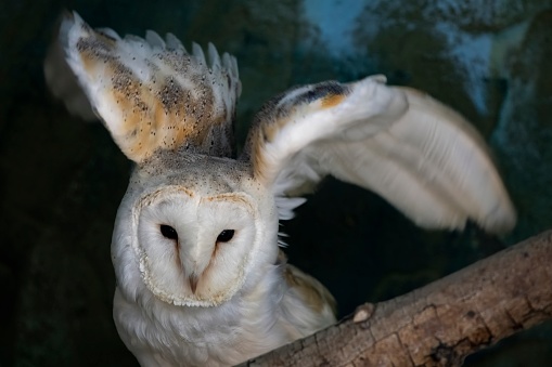 A Barn Owl. The most widely distributed species of owl in the world, and one of the most widespread of all species of birds, it is a gifted and deadly predator.