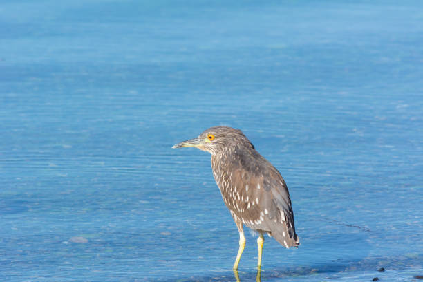 Photographs of birds from southern Chile and America