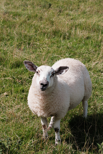 Sheep, Winnats Pass, Peak District, Derbyshire