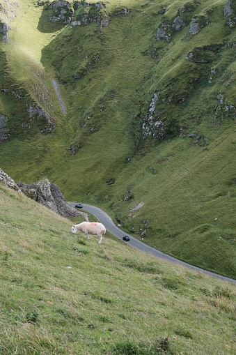 Sheep, Winnats Pass, Peak District, Derbyshire