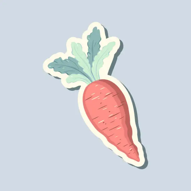 Vector illustration of Spring sticker carrot. Hand drawn style. Springtime element. Vector seasonal element.