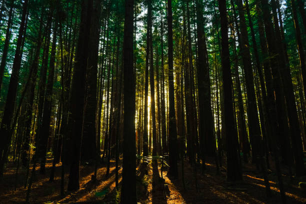 istock Morning Sunlight in a Dense Forest - Beautiful Sun Walking Track with Trees 1993214094