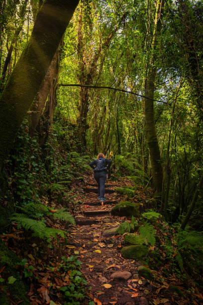 istock Unrecognizable woman with backpack, climbing a path surrounded by trees and ferns 1993223143
