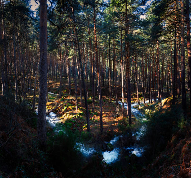 Panoramic view of a high mountain winter stream running through a pine forest. In the center an island of earth and pine trees. Long exposure.