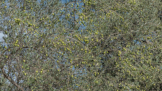 Olive tree in the olive season for harvesting