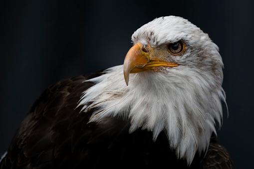 Side profile, close up of eagles head.