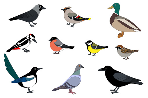 Vector illustration of a group of sedentary birds of Europe and Russia: jackdaw, pipit, drake, woodpecker, bullfinch, tit, sparrow, magpie, pigeon, raven