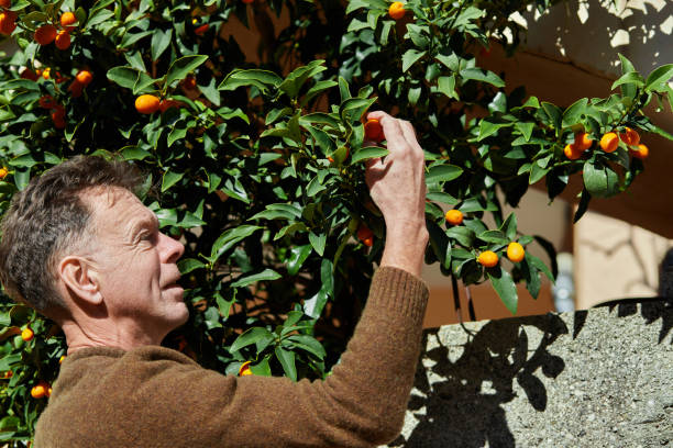 istock Mature man harvesting kumquat on a sunny day. 1993247980