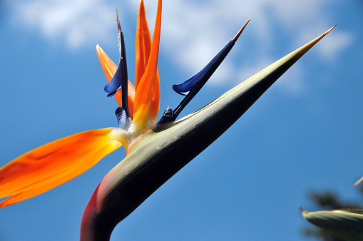 Strelitzia reginae flower with leaves, Bird of paradise flower, Tropical flower isolated on white background, with clipping path