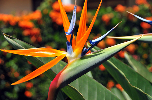 A beautiful pair of birds of paradise.