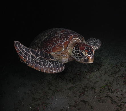 Nightlife of a large green sea turtle in the ocean. Underwater photo of a turtle at night. Marine reserve. Night diving with sea turtle