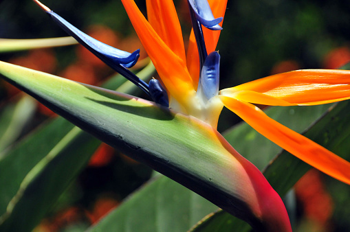 Horizontal landscape close up of flowering bird of paradise plant with orange and purple petals against vibrant green leaves in sun tropical garden in BangalowByron Bay area Australia