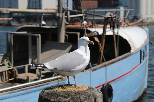 Seagull on a bollard in the port of Flensburg
