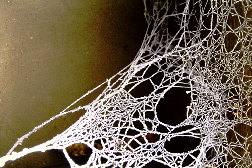 Frost on a spider web in 1996. From old film stock.