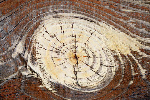 wooden background detail