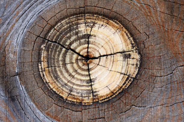 wooden background detail