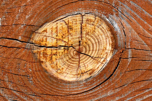 wooden background detail