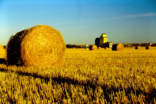 roll of dry hay lying on the background of the forest