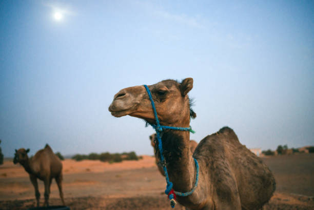 istock Camel at dusk in the Merzouga desert, Morocco 1993270418