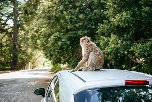 Monkey on top of car in Ifrane National Park, Morocco