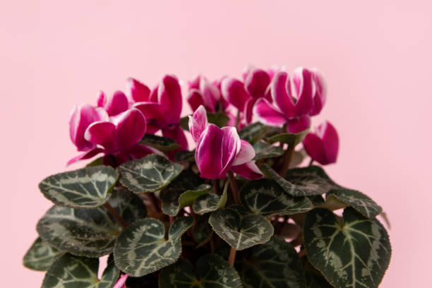 istock Cyclamen flower on pink background 1993275197