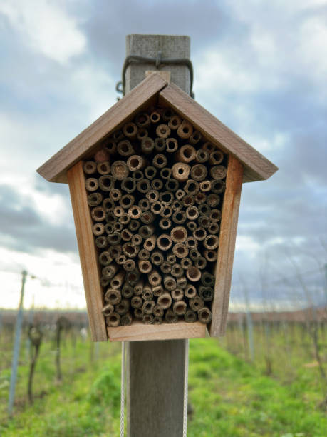 istock Insect hotel bee hotel with small bamboo tubes 1993290443