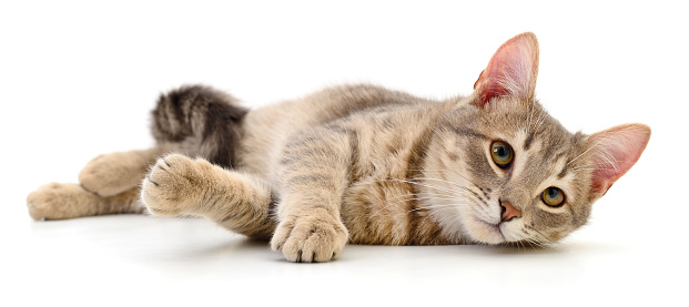 Cute tabby cat on the edge of a chair in kitchen. Apartment is very lived in and cosy. Horizontal full length indoors shot with copy space.